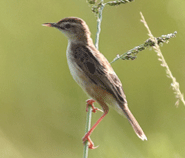 Zitting Cisticola