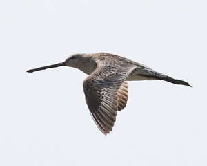 Asian Dowitcher