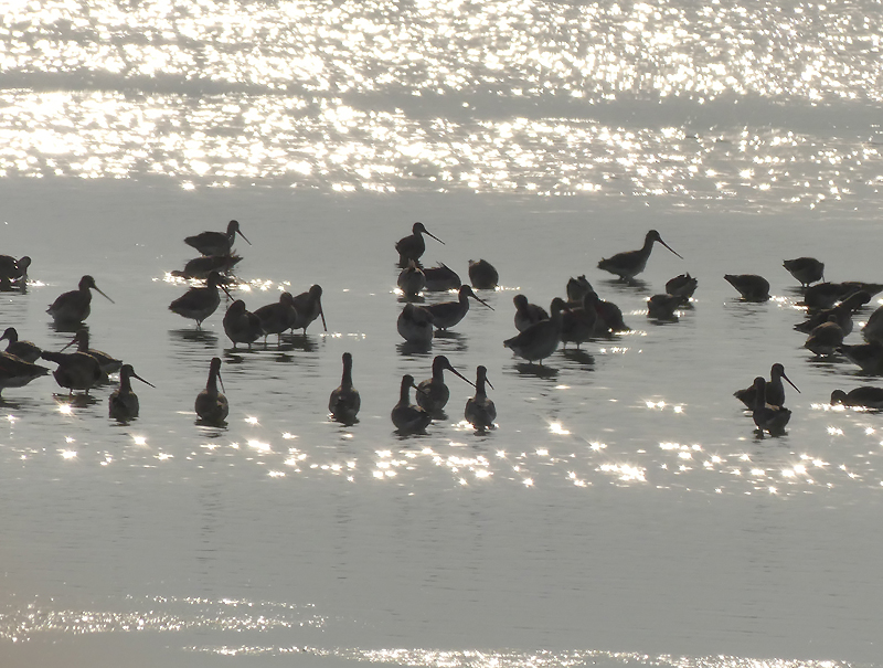 Black-tailed Godwits