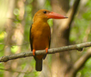 Brown-winged Kingfisher