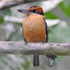 Cinnamon-banded Kingfisher