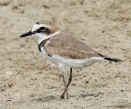 Kentish Plover