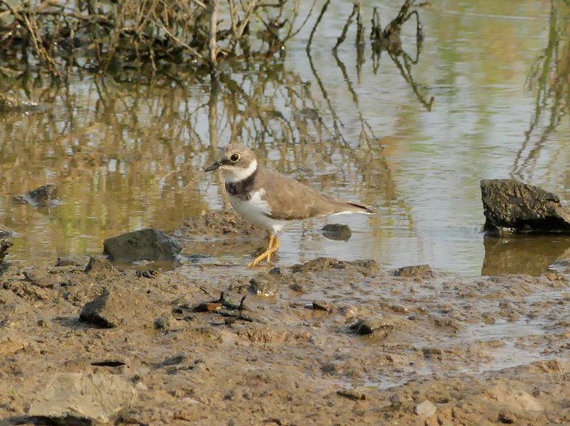 Little Ringed Plover