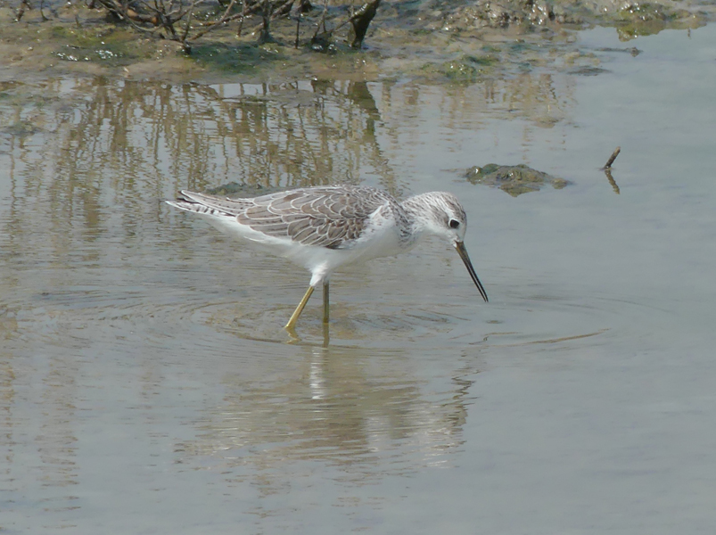 Marsh Sandpiper