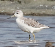 Nordmann's Greenshank