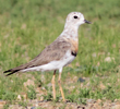 Oriental Plover