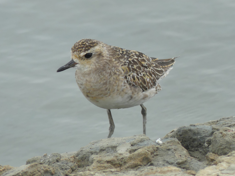 Pacific Golden Plover