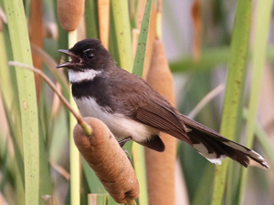 Malaysian Pied Fantail