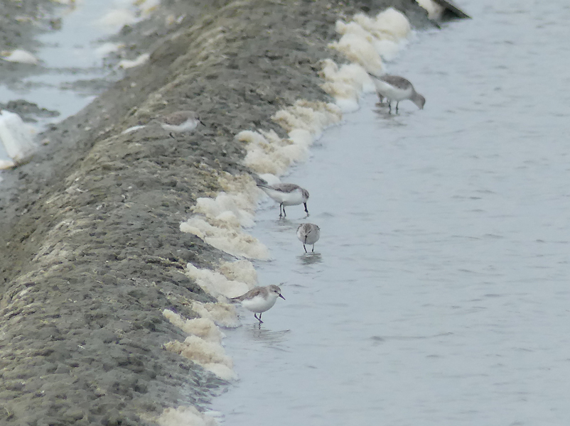 Spoon-billed Sandpiper