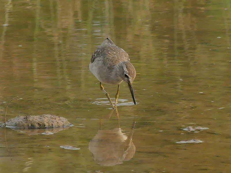 Wood Sandpiper