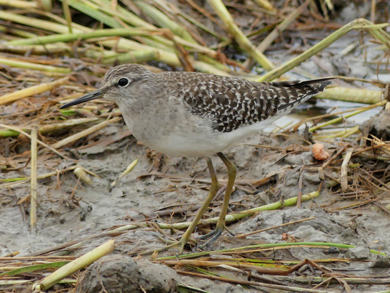 Wood Sandpiper