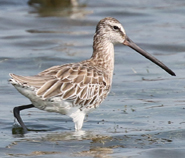 Asian Dowitcher