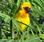 Asian Golden Weaver