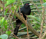 Asian Koel