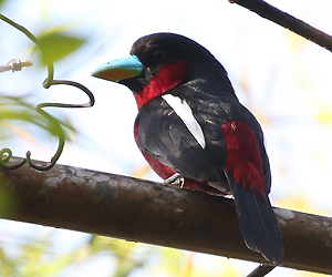 Grey-rumped Treeswift