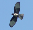 Black Baza