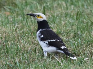 Black-collared Starling