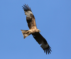 Black-eared Kite