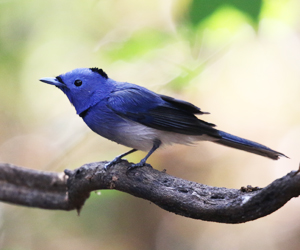 Black-naped Monarch