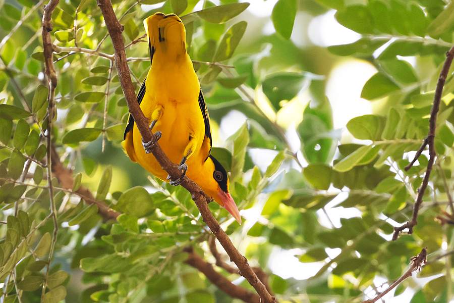 Black-naped Oriole
