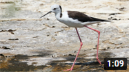 Black-winged Stilt