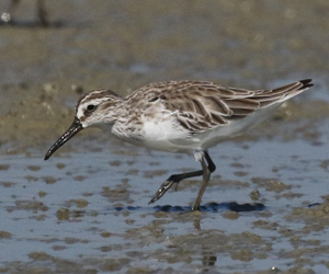 Broad-billed Sandpiper