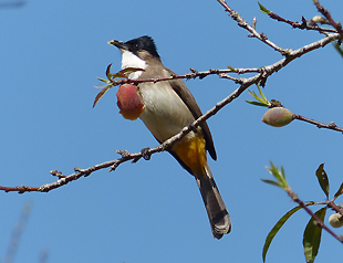 Brown-breasted Bulbul