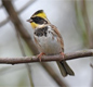 Yellow-throated Bunting