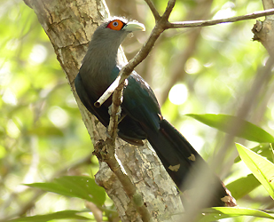 Chestnut-bellied Malkoha