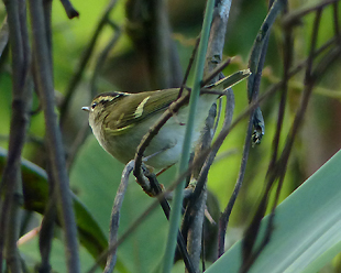 Chinese Leaf Warbler