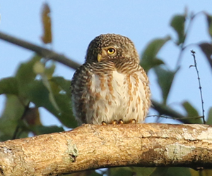 Collared Owlet