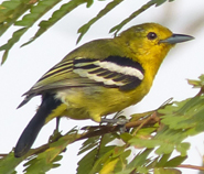 Common Iora