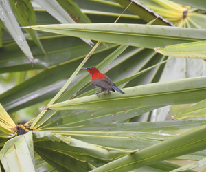 Crimson Sunbird