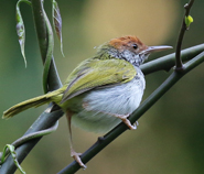 Dark-necked Tailorbird