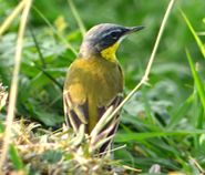 Eastern Yellow Wagtail