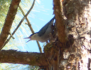 Giant Nuthatch