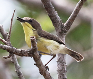 Golden-bellied Gerygone