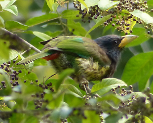 Great Barbet