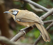 Greater Necklaced Laughingthrush