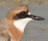 Greater Sand Plover