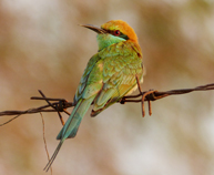 Green Bee-eater