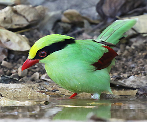 Common Green Magpie