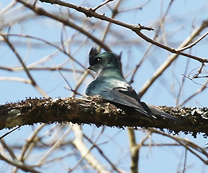 Grey-rumped Treeswift