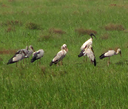 Black-headed Ibis & Asian Openbill