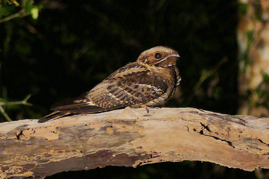 Large-tailed Nightjar
