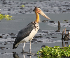 Lesser Adjutant