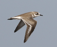 Lesser Sand Plover