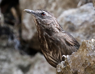 Limestone Wren Babbler