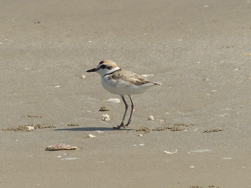 Malaysian Plover