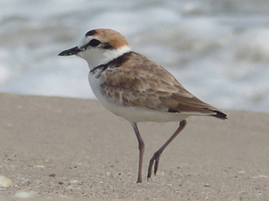 Malaysian Plover